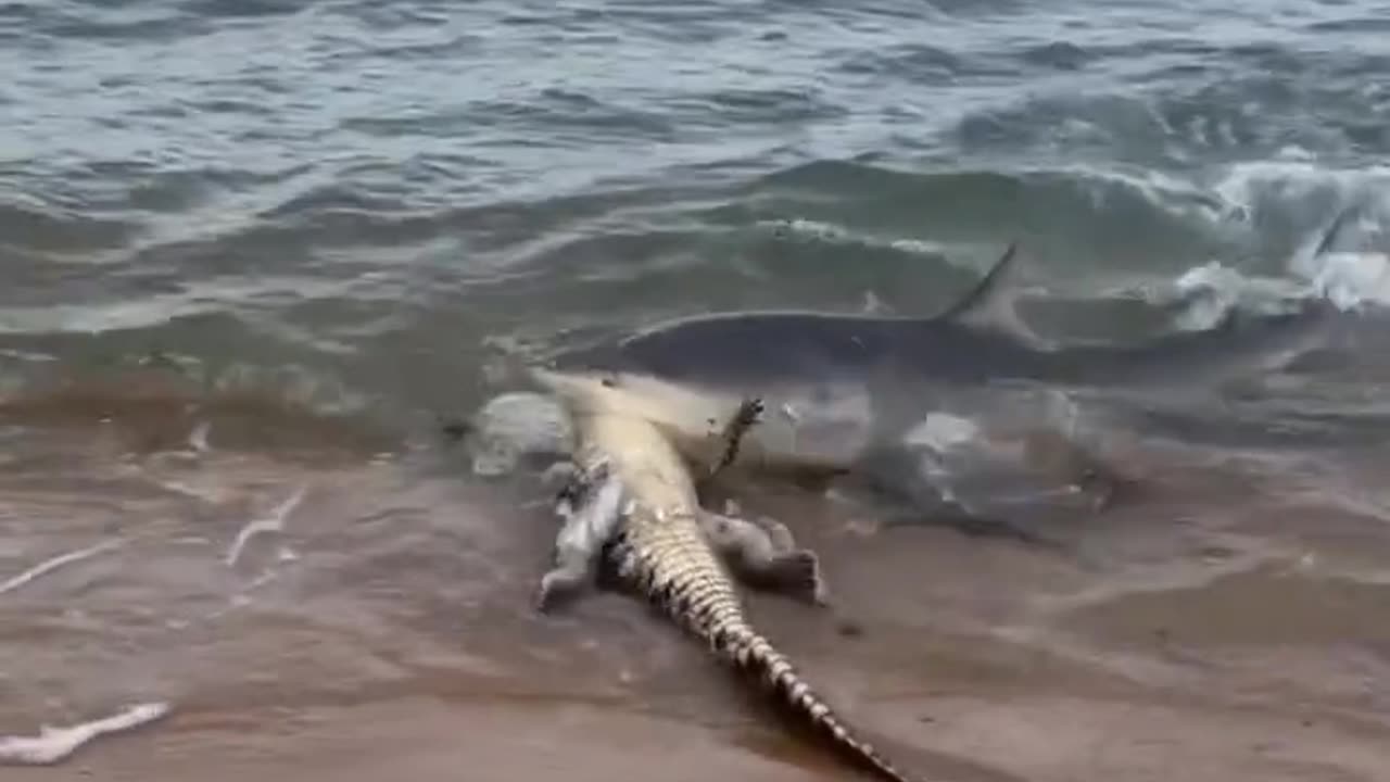 Shark vs Alligatore