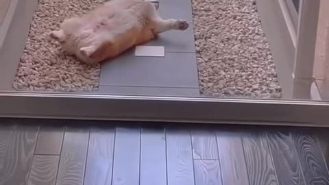 Funny Zone Dog