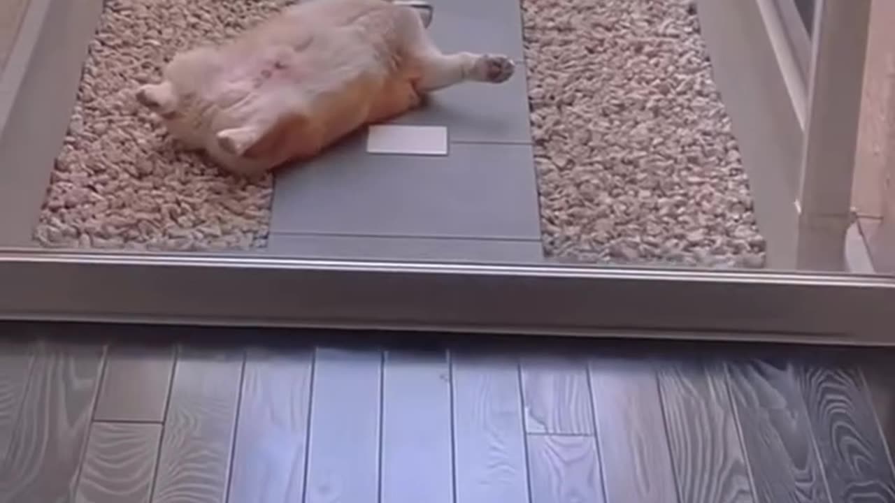 Funny Zone Dog
