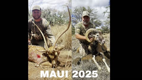 Maui Hunt 2025: Axis Buck & Mouflon Ram