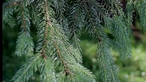 Daily Horoscope | Taurus 🌟