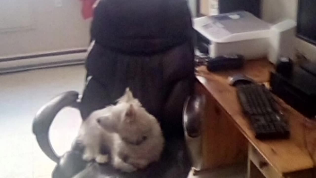 Dog