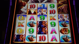 OVER 1000X JACKPOT!! Buffalo Chief Slot - ULTRA RARE 250 BUFFALO ADDED!!