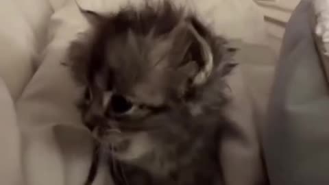 black kitten: is the camera on? 😂