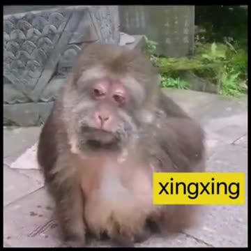Xing Xing the Little Ape SPEAKS!