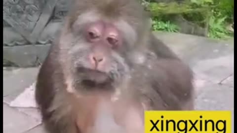 Xing Xing the Little Ape SPEAKS!