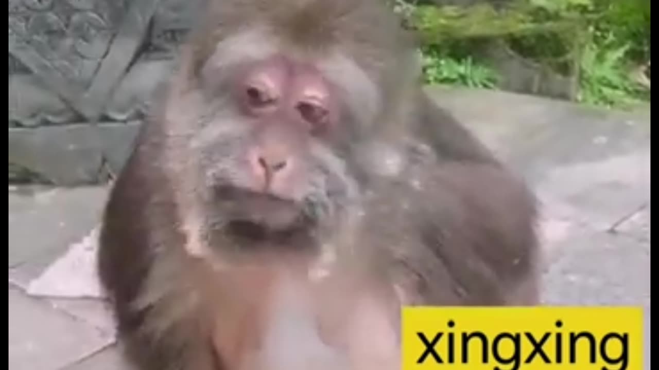 Xing Xing the Little Ape SPEAKS!