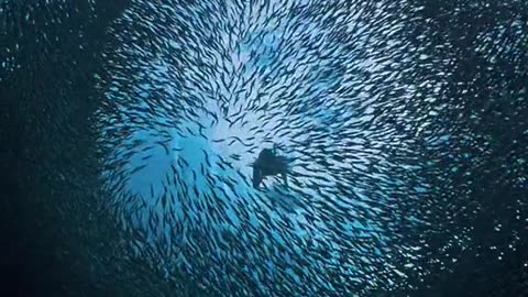 "Diving with Sea Turtles 🐢 | A Dream Come True!"