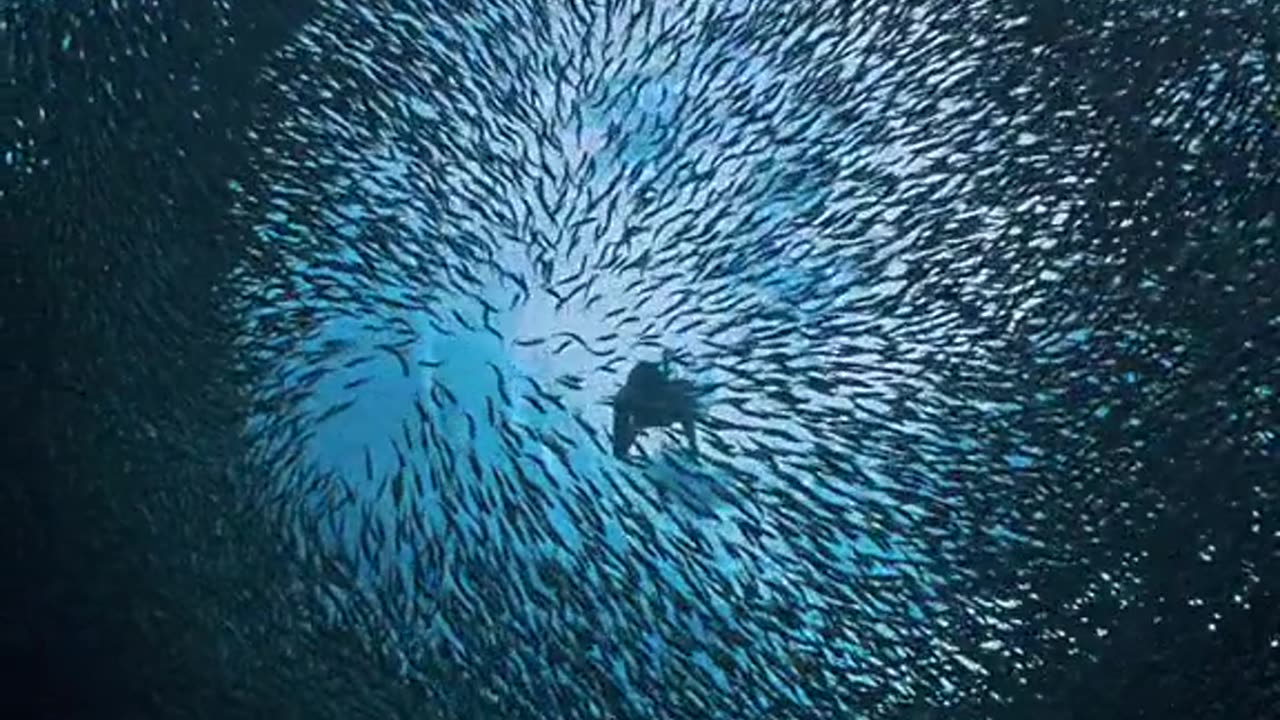"Diving with Sea Turtles 🐢 | A Dream Come True!"