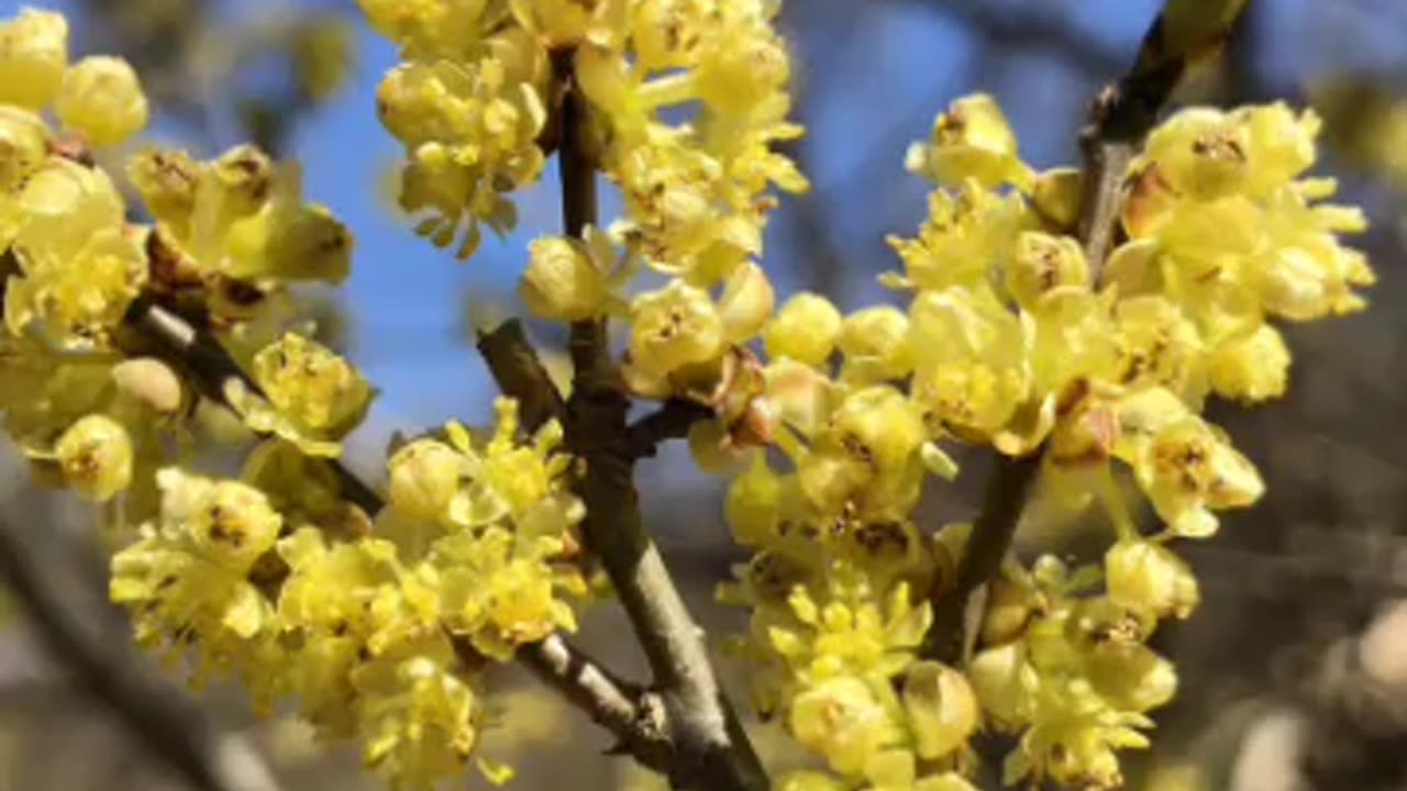 Spicebush