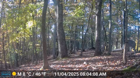 The Woods – 11/04/2025