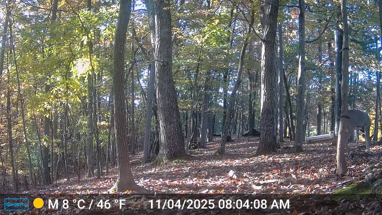 The Woods – 11/04/2025