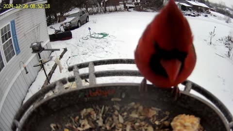 Bird Camera 12/26/2024