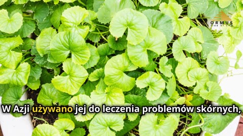 Gotu Kola: Odkryj Sekret Wiecznej Młodości i Rewolucji Twojego Mózgu! Sprawdź Teraz!