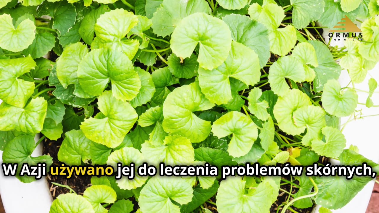 Gotu Kola: Odkryj Sekret Wiecznej Młodości i Rewolucji Twojego Mózgu! Sprawdź Teraz!