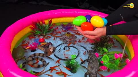 Amazing colorful pond setup, surprise egg fish Crocodile, koi, snake, betta, goldfish, glof fish