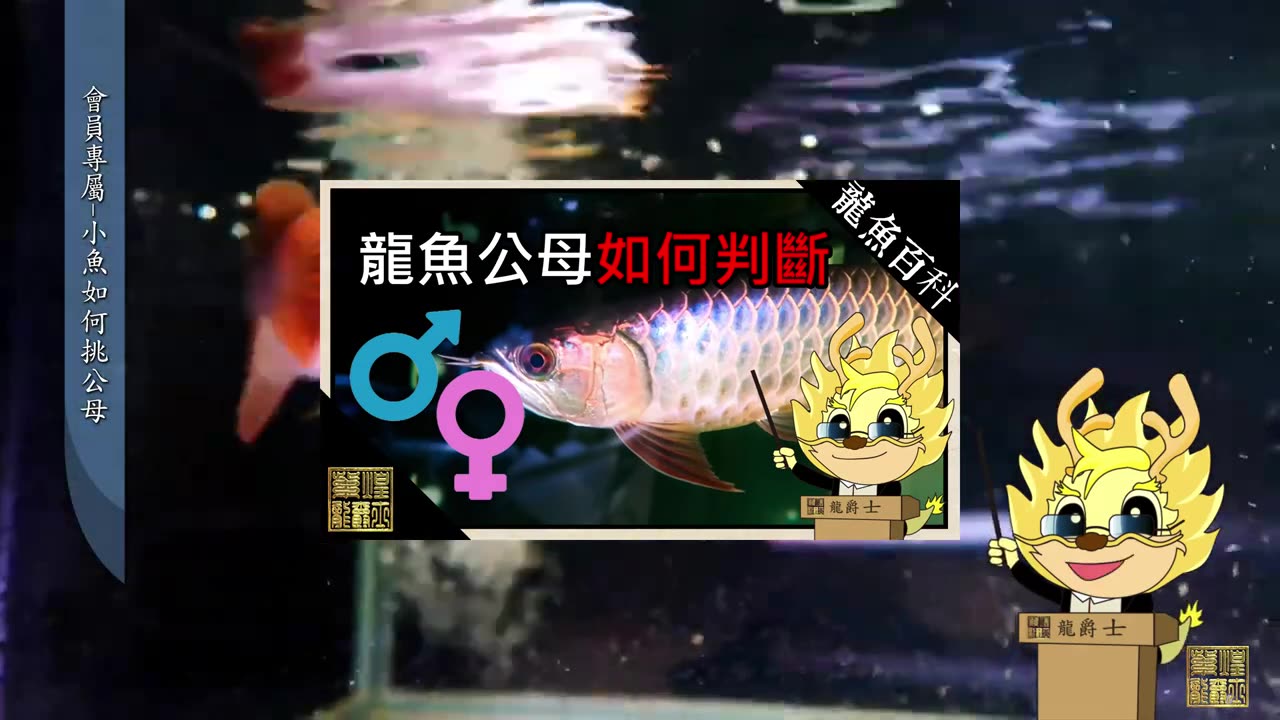 【龍爵士】YOUTUBE會員專屬-小龍如何挑公母 _水族_龍魚_高級會員