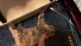 😂🐶 The Ultimate Back Rub Technique! | FunFM
