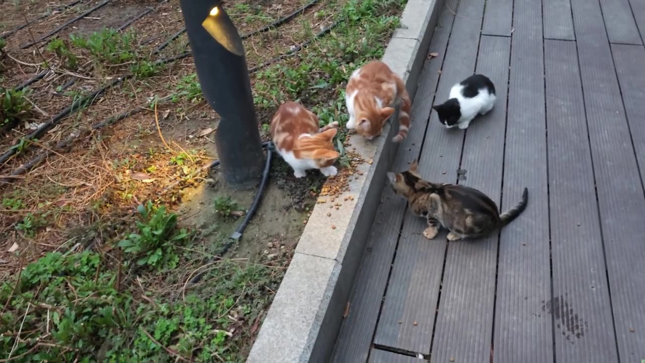6 Kittens' Morning Feast