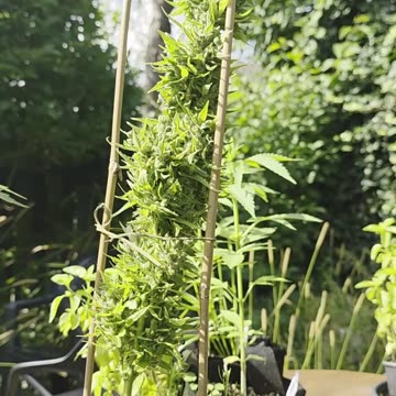 Één klein plantje is genoeg