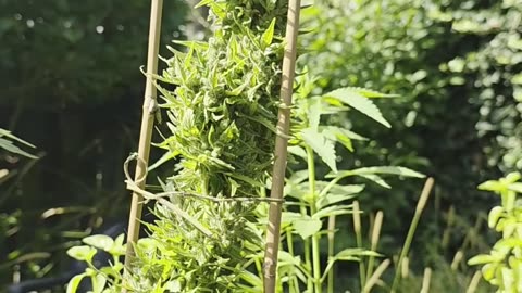 Één klein plantje is genoeg