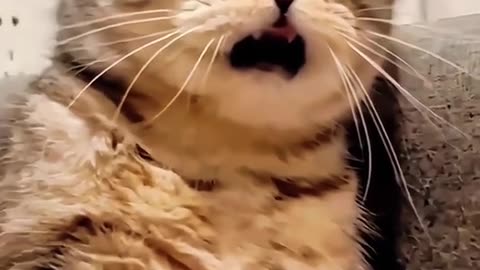 funny cat reaction