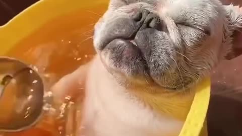 Funny Dog