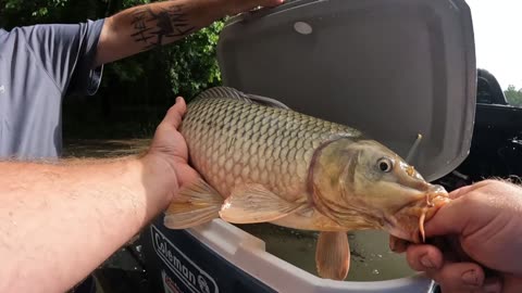 Learning to Catch Carp