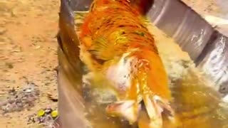 Brazilian man frying a whole giant fish The pirarucu (Arapaima gigas)