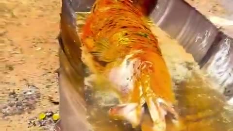 Brazilian man frying a whole giant fish The pirarucu (Arapaima gigas)
