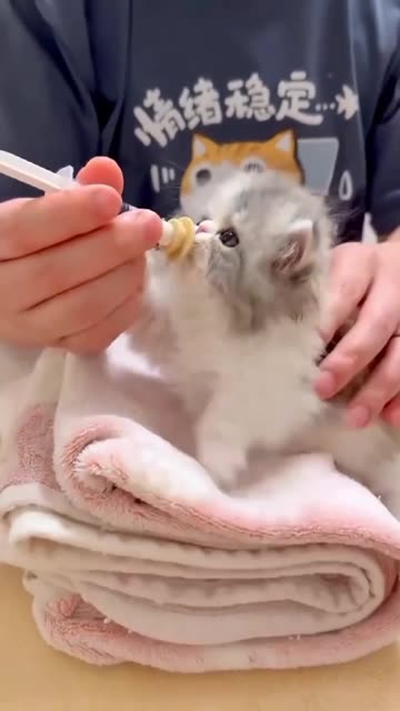 Melting Hearts! Watch These Hungry Little Kittens Eat 🍼❤️