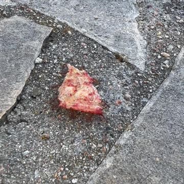 Ants Work To Move Food Closer To Canyon Abyss