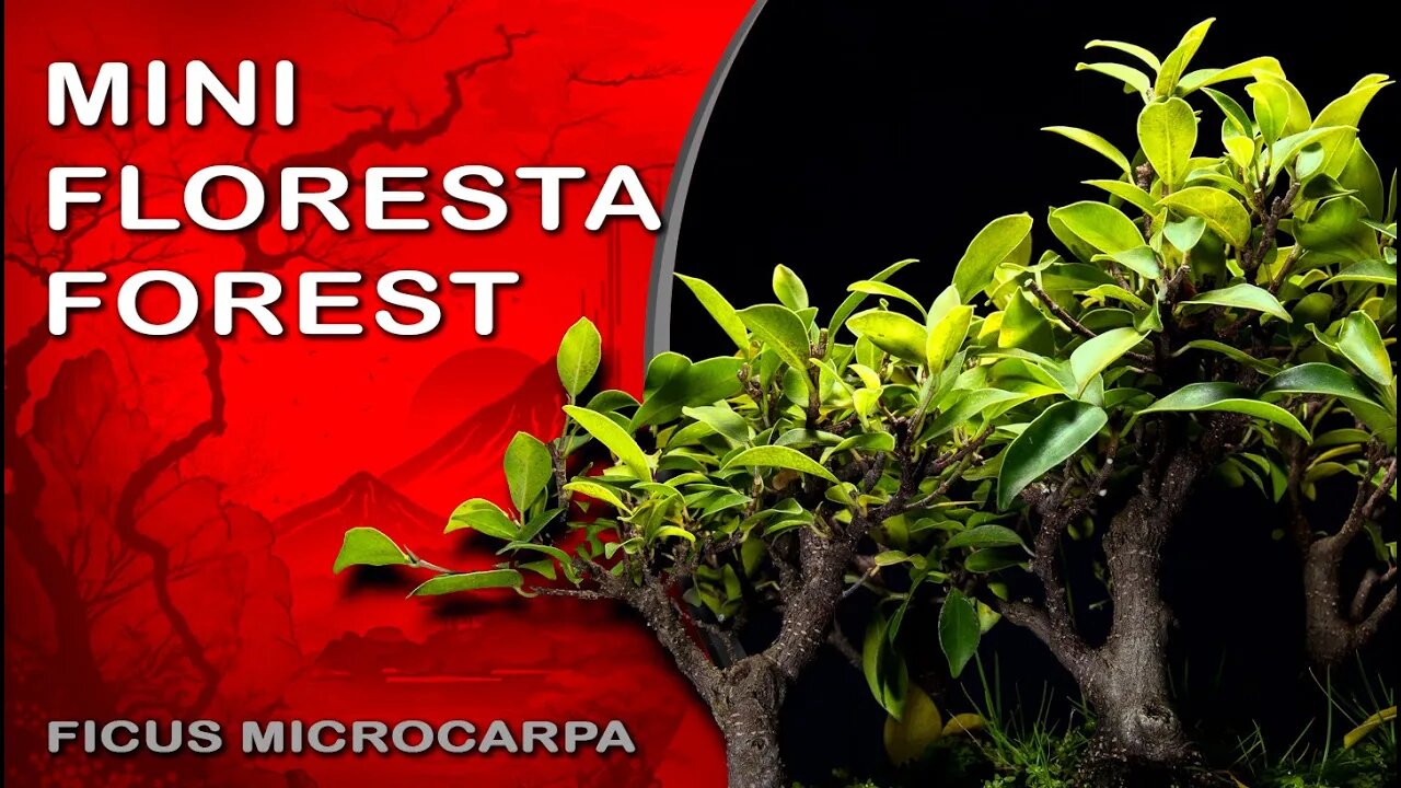 Descobrindo a Beleza da Mini Floresta - Discovering the Beauty of the Mini Forest : Bonsai SP