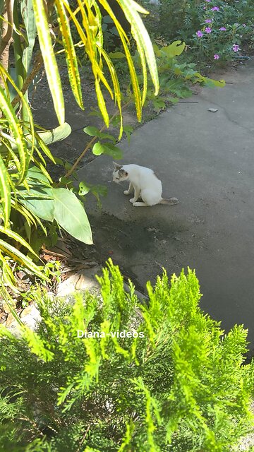 Calm Cat Sitting in the Shade 😻 | Peaceful Moment