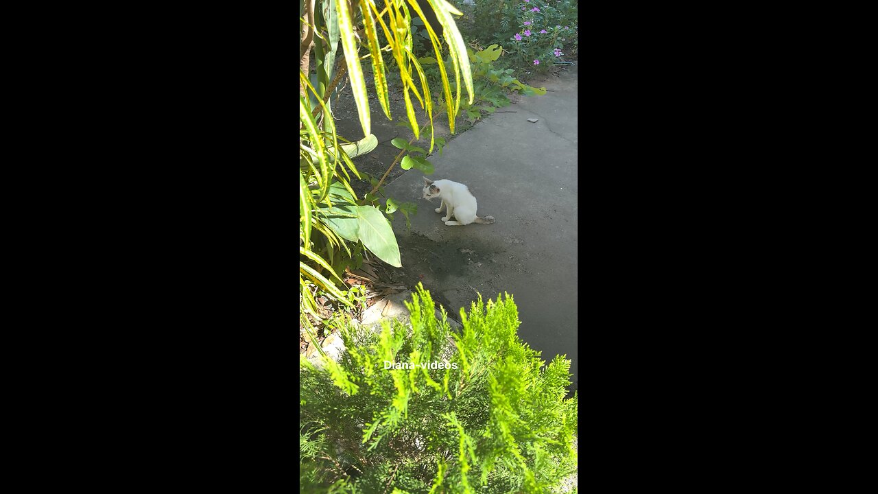 Calm Cat Sitting in the Shade 😻 | Peaceful Moment