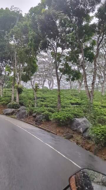 Bike ride tea garden