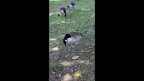 Canada Goose 🪿 #canadagoose #followme #shorts #viral #trending #canadageese