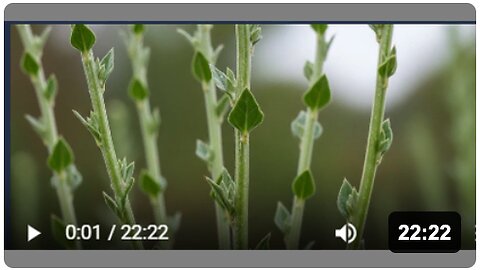 This Weed Saved Lives During Famines — So Why Was It Erased?