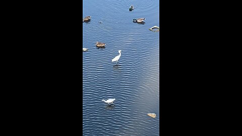 Mallard Ducks 🦆 & Egrets #mallardducks #shorts #viral #trending #ducks #followme