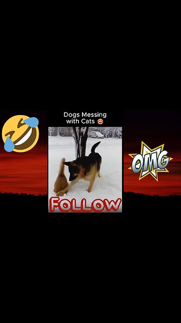 😂 Dogs Messing with Cats 🐶🐱 | Funniest Pet Moments for Pet Lovers ❤️