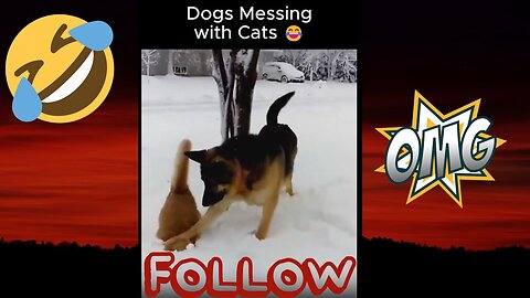 😂 Dogs Messing with Cats 🐶🐱 | Funniest Pet Moments for Pet Lovers ❤️