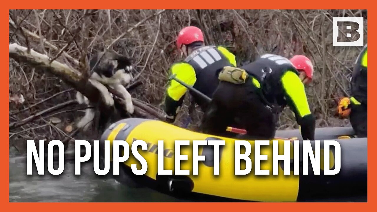 Cal Fire: 2 Trapped Pups Rescued from River Island by Firefighters