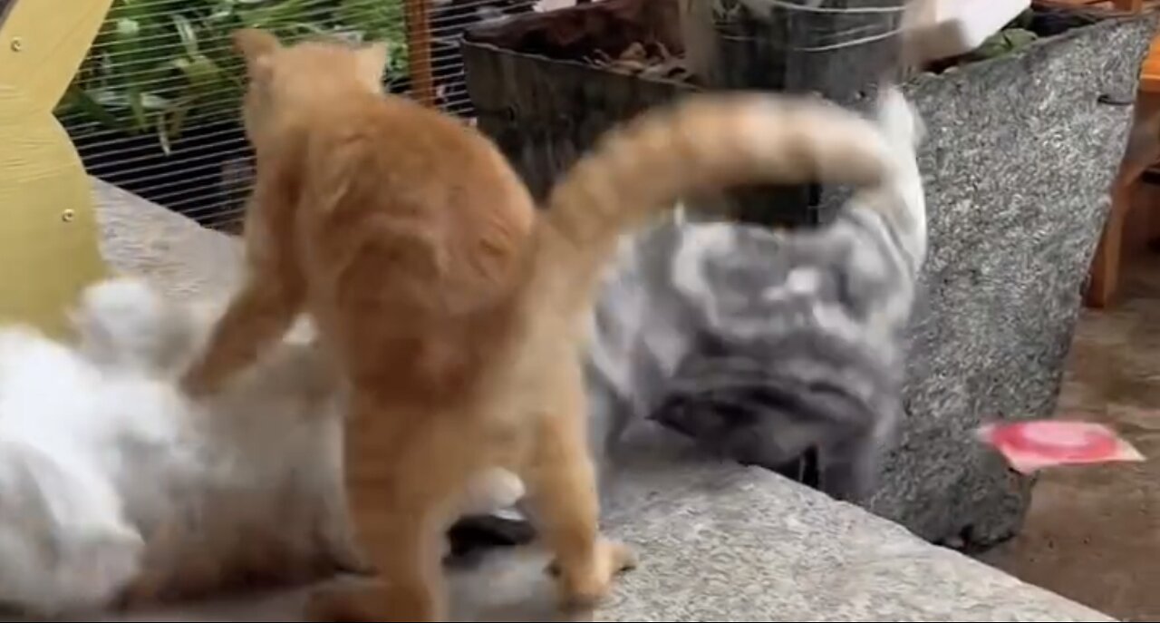 Cats in Combat: Insane Fight with Epic Brutality!