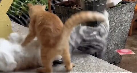 Cats in Combat: Insane Fight with Epic Brutality!