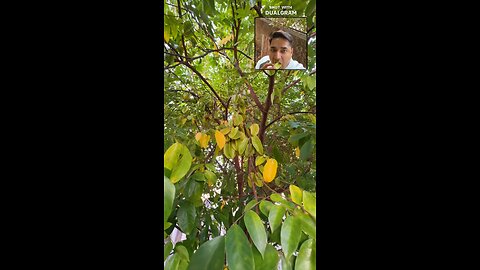 Starfruit or kantar?