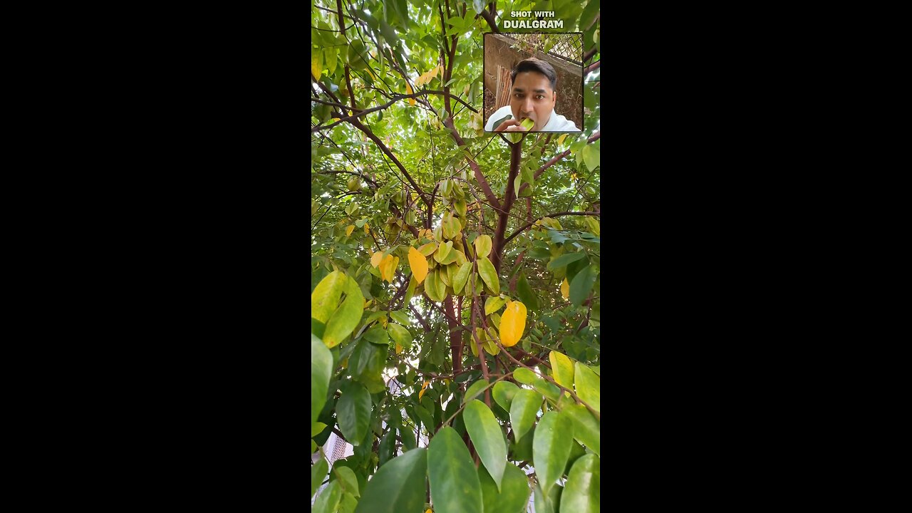 Starfruit or kantar?