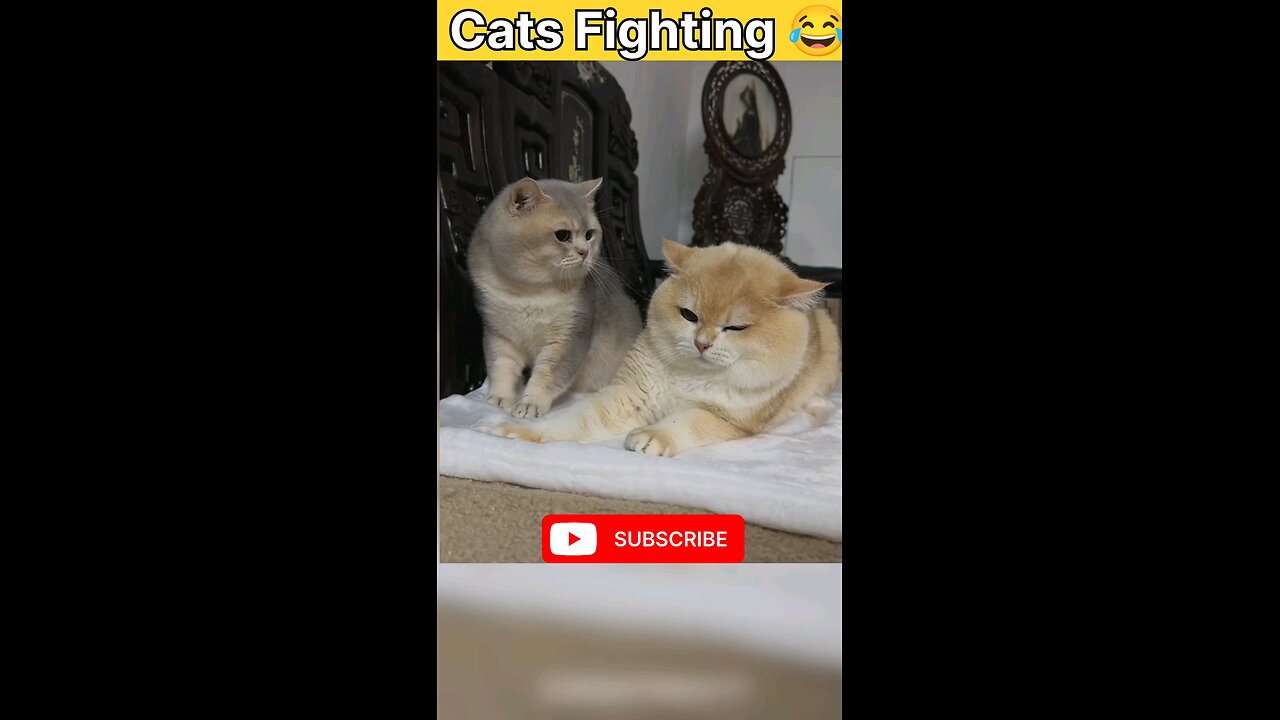 "Warning: This Cat Video Will Make You Smile!" #1million #shorts #cat