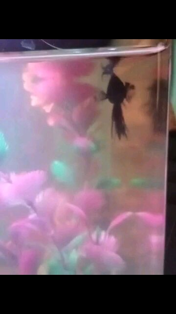 morgoths new friend jotaro