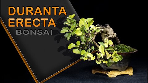 Duranta erecta: Bonsai SP
