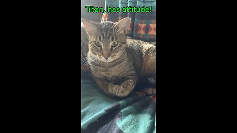 Here is Titan the little feral kitten we rescued nearly a year ago. He is spicy!